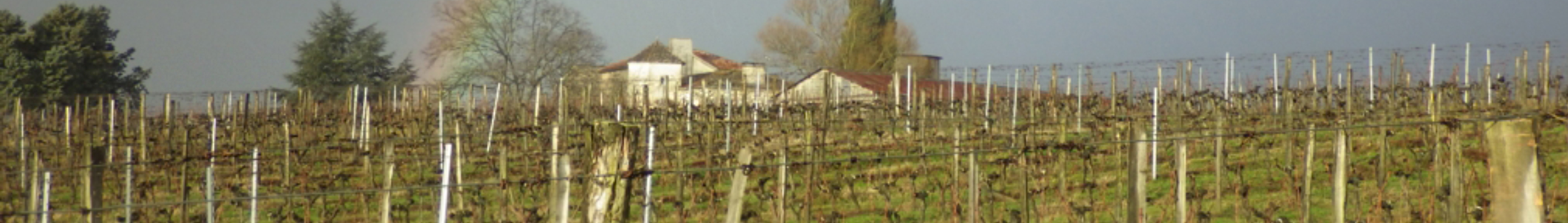 Vines - 2015/216 winter at Château Argadens